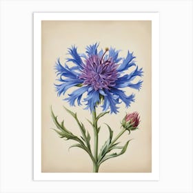 Germany National Flower the Cornflower Art Print