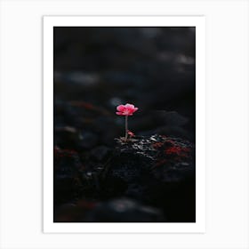 Pink Flower On A Rock Poster