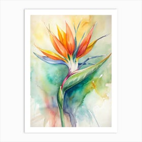 Bird Of Paradise 1 Art Print