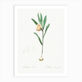 Fritillaria Latifolia Illustration From Les Liliacées (1805), Pierre Joseph Redoute Art Print