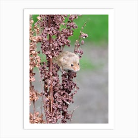 Field Mouse On A pink Plant Art Print