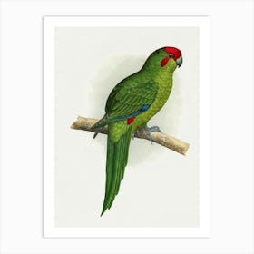 Parrot Stock Videos And Royalty-Free Footage Art Print