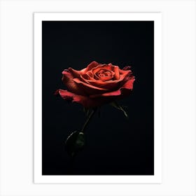 Dark Rose 27 Art Print