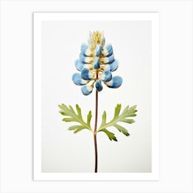 Pressed Wildflower Botanical Art Bluebonnet Art Print