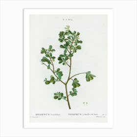 European Buckthorn, Pierre Joseph Redoute Art Print