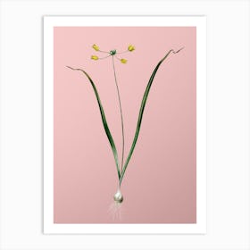 Vintage Allium Scorzonera Folium Botanical on Soft Pink n.0140 Art Print