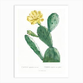 Cactus Flower 17 Art Print