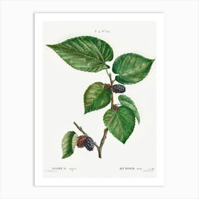 Black Mulberry, Pierre Joseph Redoute Art Print