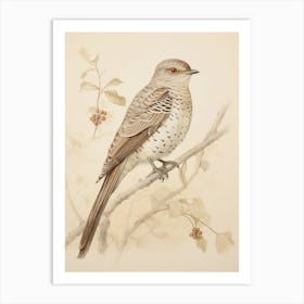 Vintage Bird Drawing Cuckoo 1 Art Print