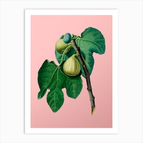 Vintage Fig Branch Botanical on Soft Pink n.0771 Art Print