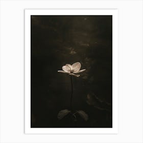 Lotus Flower 49 Art Print