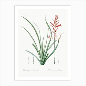 Pitcairnia Angustifolia, Pierre Joseph Redoute Art Print