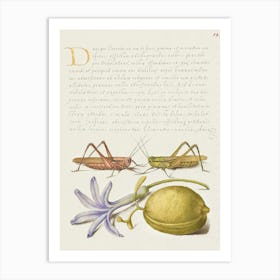 Wart Biter, Grasshopper, Hyacinth, And Almond From Mira Calligraphiae Monumenta, Joris Hoefnagel Art Print