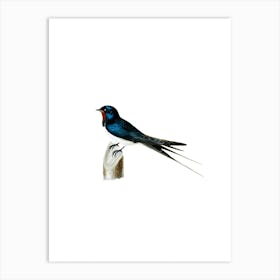 Vintage Barn Swallow Male Bird Illustration on Pure White n.0185 Art Print