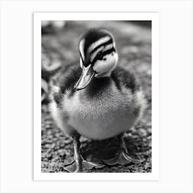 Duckling 1 Art Print