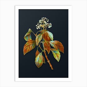 Vintage Climbing Hydrangea Botanical Watercolor Illustration on Dark Teal Blue n.0172 Art Print