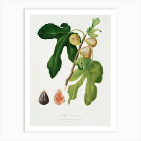 Figs (Ficus Carica Sativa) From Pomona Italiana (1817 - 1839), Giorgio Gallesio Art Print