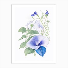 Morning Glory Floral Quentin Blake Inspired Illustration 2 Flower Art Print