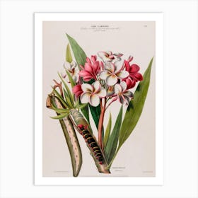 Flora Of The Tropics Art Print