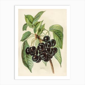 Vintage Illustration Of Early Rivers Cherries, John Wright Art Print