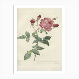 Rose Illustration, Pierre Joseph Redoute (5) 1 Art Print