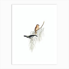 Vintage White Shouldered Cuckooshrike Bird Illustration on Pure White n.0160 Art Print