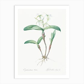 Fringed Star Orchid, Pierre Joseph Redoute Art Print