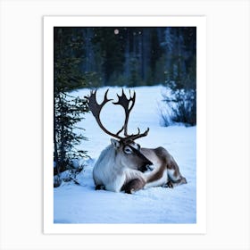 A Benign Reindeer Calf Rests Tranquilly In A Mesmerizing Winter Meadow Nestled Amidst A Quietude Th 1 Art Print