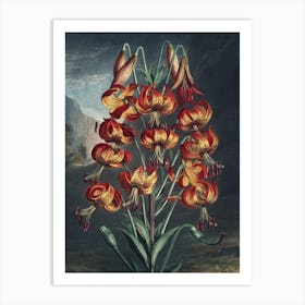 Vintage Thornton 3 Superb Lily Art Print
