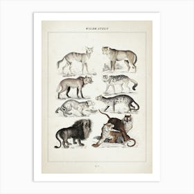 Vintage Oken 2 Wildkatzen Art Print