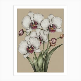 Orchids 2 Art Print