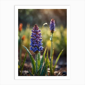 Hyacinth Art Print