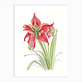 Amaryllis Floral Quentin Blake Inspired Illustration 3 Flower Art Print