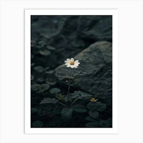 Daisy 29 Art Print