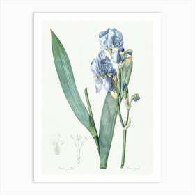 Dalmatian Iris Illustration From Les Liliacées (1806), Pierre Joseph Redoute Art Print