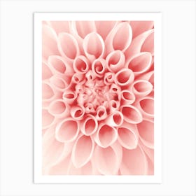 Dahlia Blush Pink Flower Art Print