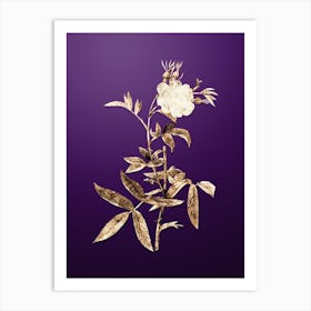 Gold Botanical White Rose of York on Royal Purple n.4929 Art Print