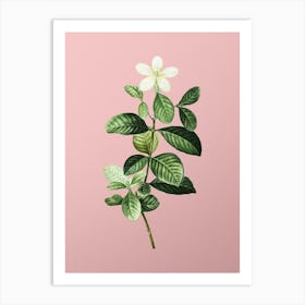 Vintage Gardenia Botanical on Soft Pink n.0663 Art Print