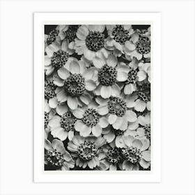 Yarrow (1928), Karl Blossfeldt Art Print