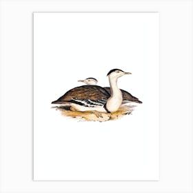 Vintage Australian Bustard Bird Illustration on Pure White Art Print