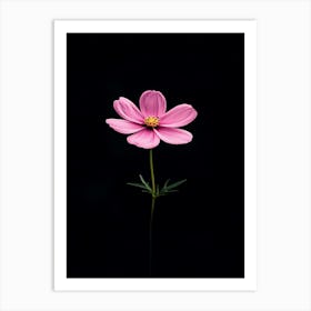 Single Pink Cosmos Flower Art Print