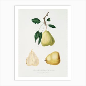 Pear (Pyrus Communis) From Pomona Italiana (1817 1839), Giorgio Gallesio 1 Art Print