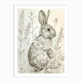 Havana Rabbit Drawing 2 Art Print