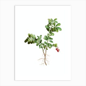 Vintage Lingonberry Botanical Illustration on Pure White n.0880 Art Print