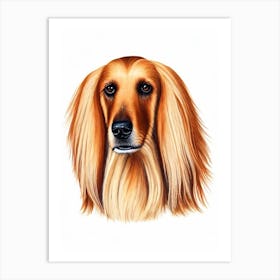 Afghan Hound 2 Illustration Dog Art Print