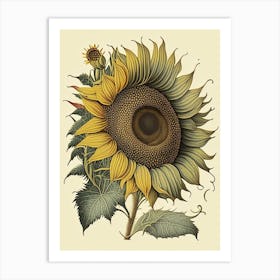 Sunflower Wildflower Vintage Botanical 2 Art Print