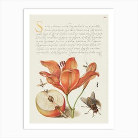 Insects, Orange Lily, Caterpillar, Apple, And Horse Fly From Mira Calligraphiae Monumenta, Joris Hoefnagel Art Print