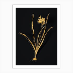 Vintage Gladiolus Lineatus Botanical in Gold on Black n.0226 Art Print