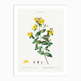 Stinking Tutsan, Pierre Joseph Redoute Art Print