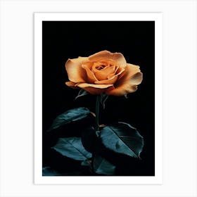 Orange Rose 22 Art Print